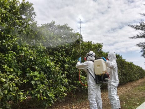 estrobilurinas en cítricos